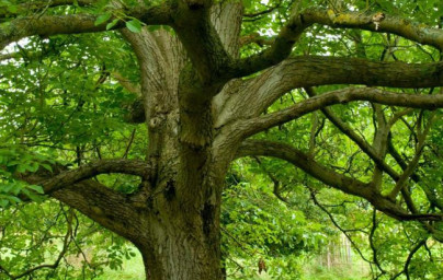 Črni oreh (Juglans nigra)