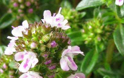 Šetraj (Satureja hortensis)