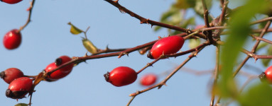 Šipek (Rosa canina)