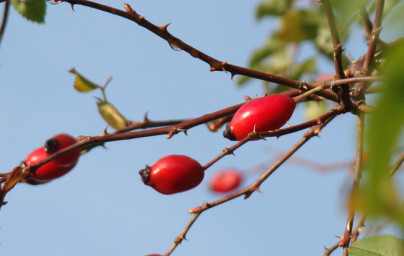 Šipek (Rosa canina)