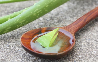 Aloe vera  v lepotni in prehranski industriji