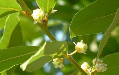 Lovor (Laurus nobilis)