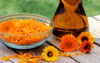 Ognjič (Calendula officinalis)