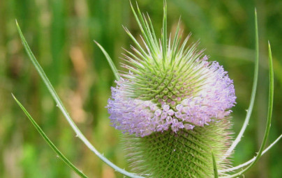 Zdravilni učinki divje ščetice (Dipsacus fullonum)