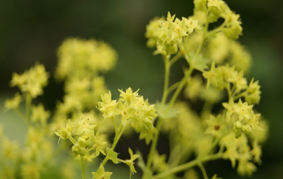 Navadna plahtica (Alchemilla vulgaris)