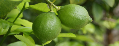 Limonen (Limonene)