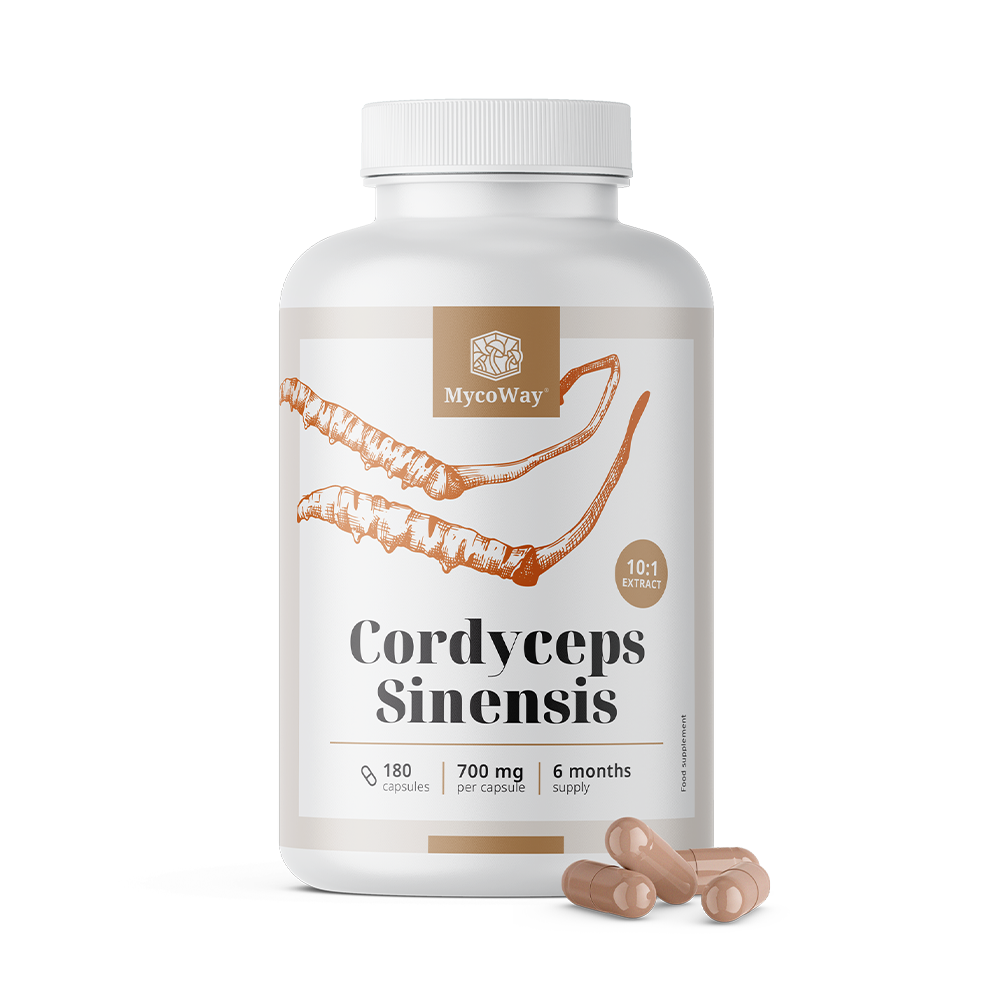 Cordyceps sinensis 1400 mg - ekstrakt 10:1