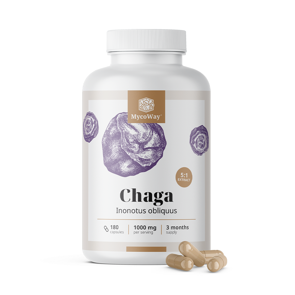 Chaga 1000 mg – ekstrakt 5:1